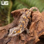 Baby Orange Blotched Gargoyle Geckos (Rhacodactylus auriculatus) For Sale - Underground Reptiles