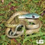 Baby Blue Head Green Bush Snakes For Sale - Underground Reptiles