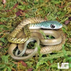 Baby Blue Head Green Bush Snakes For Sale - Underground Reptiles