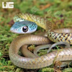 Baby Blue Head Green Bush Snakes For Sale - Underground Reptiles