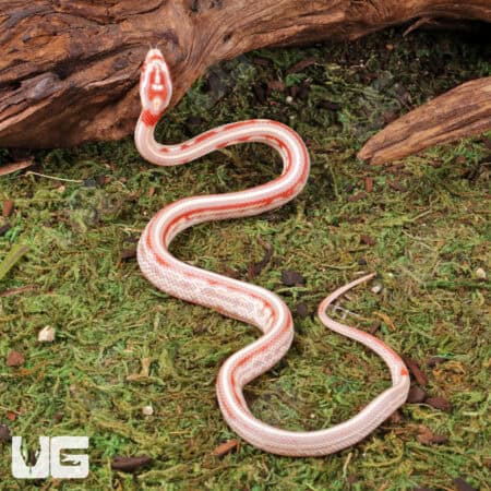 Baby Candy Cane Tessera Cornsnakes For Sale - Underground Reptiles