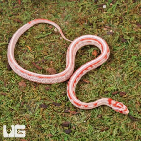 Baby Candy Cane Tessera Cornsnakes For Sale - Underground Reptiles