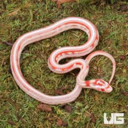 Baby Candy Cane Tessera Cornsnakes For Sale - Underground Reptiles