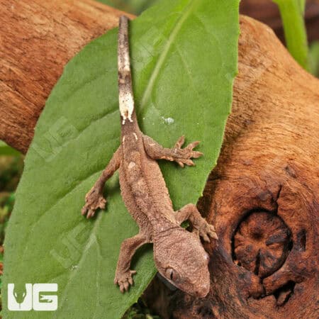 Baby Cappuccino Crested Gecko For Sale - Underground Reptiles
