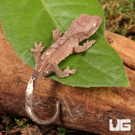 Baby Cappuccino Crested Gecko For Sale - Underground Reptiles