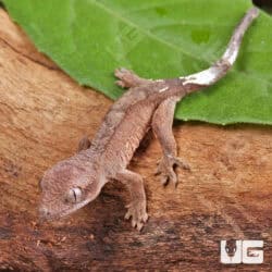 Baby Cappuccino Crested Gecko For Sale - Underground Reptiles