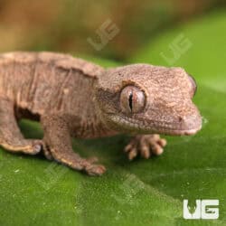 Baby Cappuccino Crested Gecko For Sale - Underground Reptiles