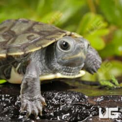 Baby Charcoal Ear Slider Turtles For Sale - Underground Reptiles