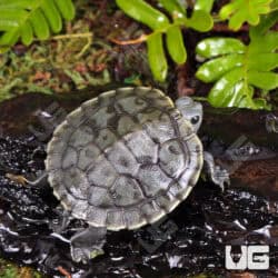 Baby Charcoal Ear Slider Turtles For Sale - Underground Reptiles