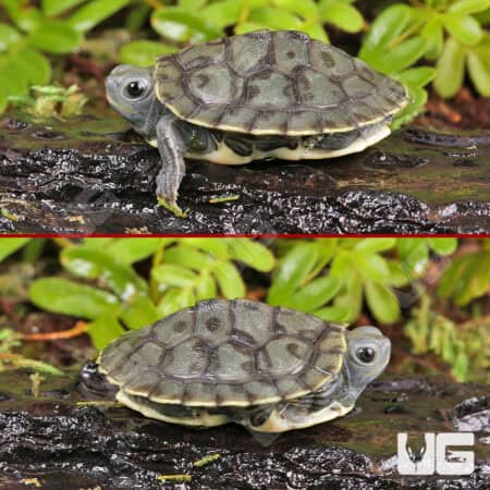 Baby Charcoal Ear Slider Turtles For Sale - Underground Reptiles