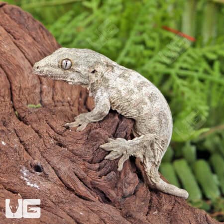 Baby Dorsal Stripe Leachianus Geckos For Sale - Underground Reptiles