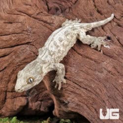 Baby Dorsal Stripe Leachianus Geckos For Sale - Underground Reptiles