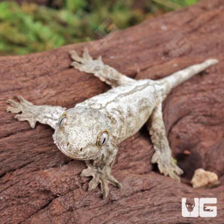 Baby Dorsal Stripe Leachianus Geckos For Sale - Underground Reptiles