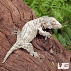 Baby Dorsal Stripe Leachianus Geckos For Sale - Underground Reptiles