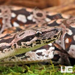 Baby Dumeril's Boas For Sale - Underground Reptiles