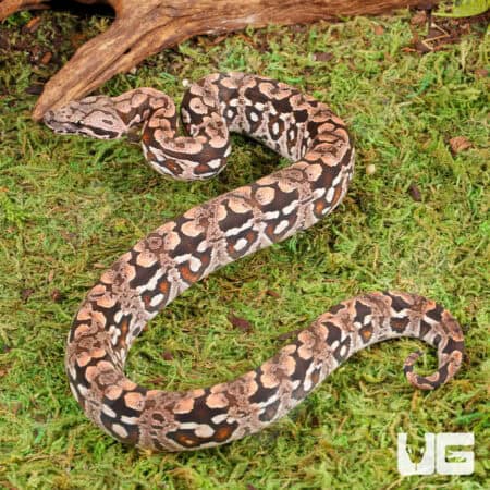 Baby Dumeril's Boas For Sale - Underground Reptiles