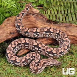 Baby Dumeril's Boas For Sale - Underground Reptiles