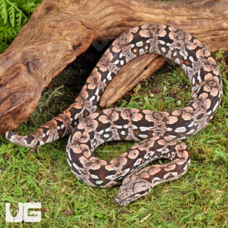 Baby Dumeril's Boas For Sale - Underground Reptiles