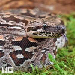 Baby Dumeril's Boas For Sale - Underground Reptiles