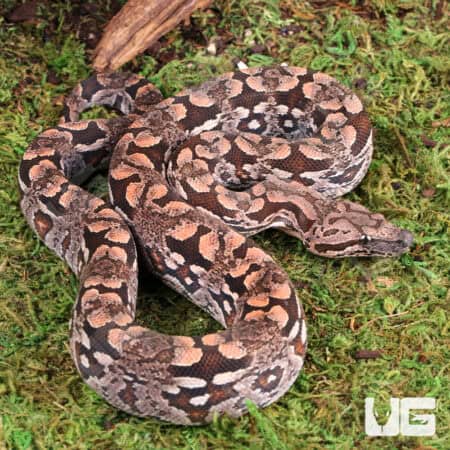 Baby Dumeril's Boas For Sale - Underground Reptiles
