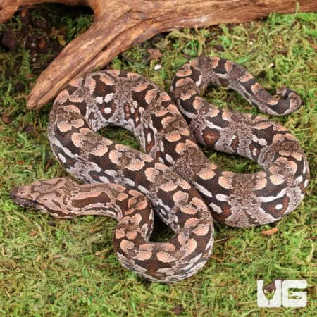Baby Dumeril's Boas For Sale - Underground Reptiles