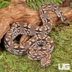 Baby Dumeril's Boas For Sale - Underground Reptiles