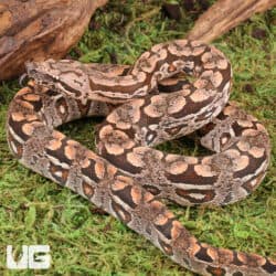 Baby Dumeril's Boas For Sale - Underground Reptiles