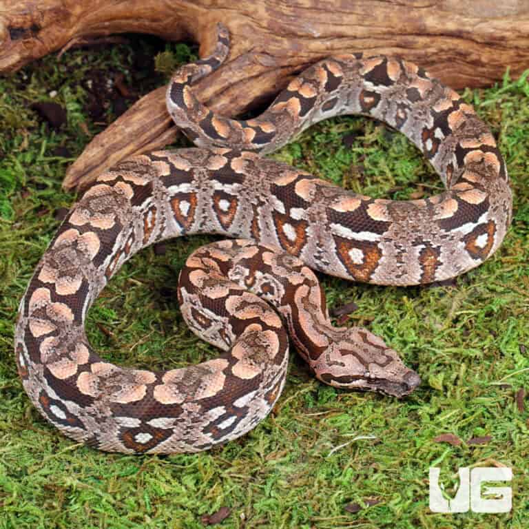 Baby Dumeril's Boas For Sale - Underground Reptiles