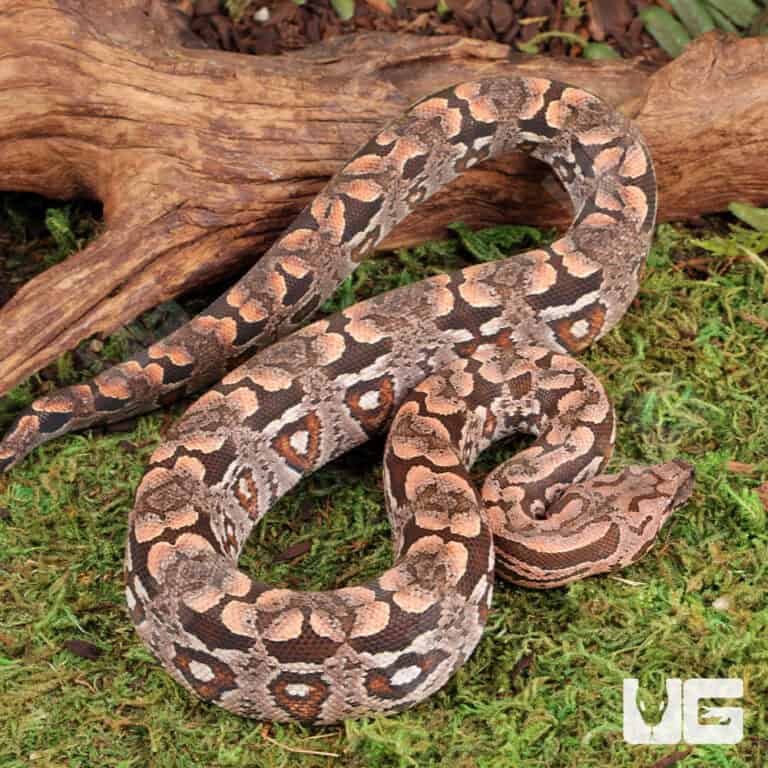 Baby Dumeril's Boas For Sale - Underground Reptiles