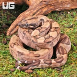 Hypo Poss Het Anery Type 2 Blood Boa For Sale - Underground Reptiles