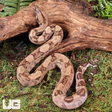 Hypo Poss Het Anery Type 2 Blood Boa For Sale - Underground Reptiles