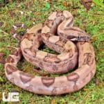 Hypo Poss Het Anery Type 2 Blood Boa For Sale - Underground Reptiles