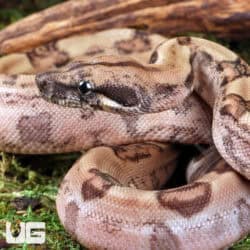 Hypo Poss Het Anery Type 2 Blood Boa For Sale - Underground Reptiles