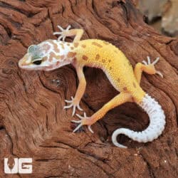 Baby Leucistic Leopard Gecko For Sale - Underground Reptiles