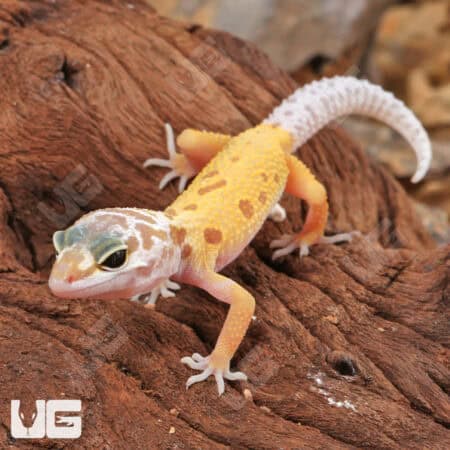 Baby Leucistic Leopard Gecko For Sale - Underground Reptiles