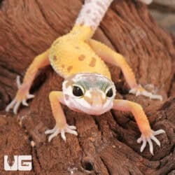 Baby Leucistic Leopard Gecko For Sale - Underground Reptiles