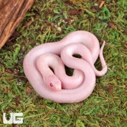 Baby Magenta Brooks Kingsnake For Sale - Underground Reptiles