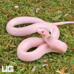 Baby Magenta Brooks Kingsnake For Sale - Underground Reptiles