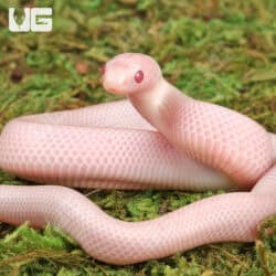 Baby Magenta Brooks Kingsnake For Sale - Underground Reptiles