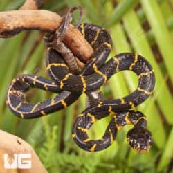 Mangrove Snakes For Sale - Underground Reptiles