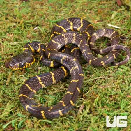 Mangrove Snakes For Sale - Underground Reptiles