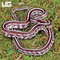 Baby Miami Tessera Cornsnakes For Sale - Underground Reptiles