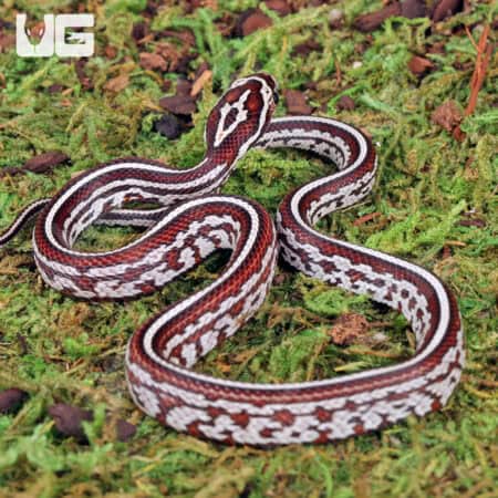 Baby Miami Tessera Cornsnakes For Sale - Underground Reptiles