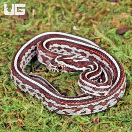 Baby Miami Tessera Cornsnakes For Sale - Underground Reptiles