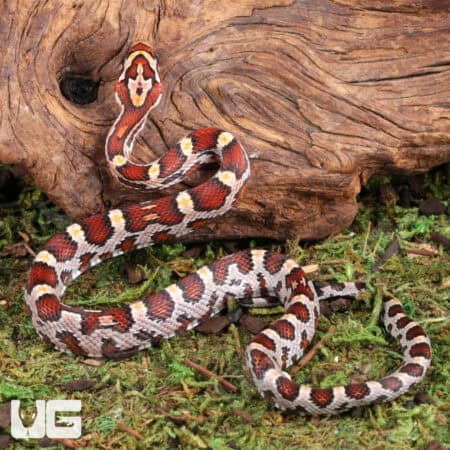 Baby Okeetee Cornsnakes For Sale - Underground Reptiles