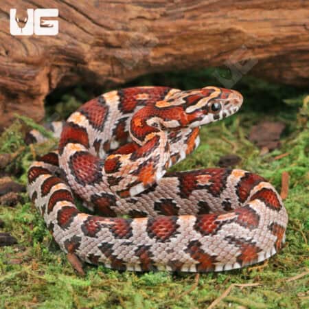 Baby Okeetee Cornsnakes For Sale - Underground Reptiles