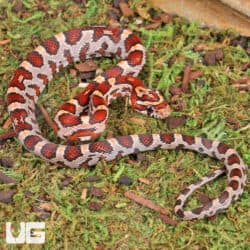 Baby Okeetee Cornsnakes For Sale - Underground Reptiles