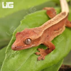 Baby Red Pinstripe Dalmatian Crested Gecko For Sale - Underground Reptiles