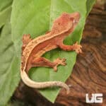Baby Red Pinstripe Dalmatian Crested Gecko For Sale - Underground Reptiles
