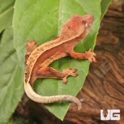 Baby Red Pinstripe Dalmatian Crested Gecko For Sale - Underground Reptiles